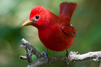 Red bird, pasare, bird, green, red HD wallpaper