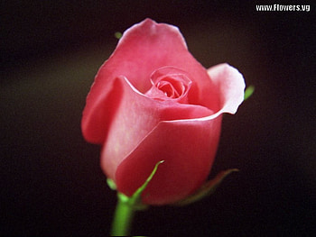 Lavender Rose Pink., Sweetness, Charm, Love, Rose HD wallpaper