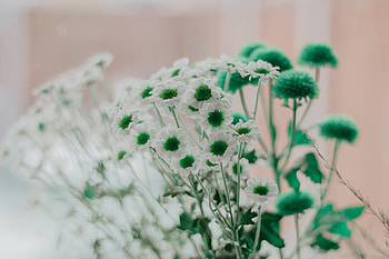 Flowers, Camomile HD wallpaper
