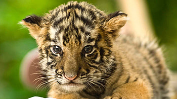 Tiger, Baby Animal HD wallpaper