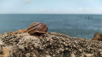Close-up seashell, Nature's artwork, Coastal elegance, Oceanic beauty HD wallpaper
