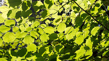 Linden Tree, top , backgrounds, Nature HD wallpaper