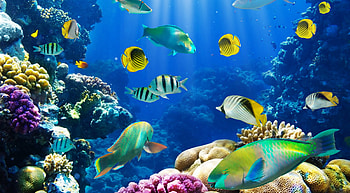 Fish For HD wallpaper