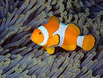 Animals, Sea, Ocean, Underwater World, Bali, Fish, Indonesia HD wallpaper