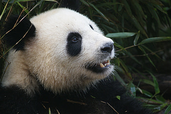 Animals, Muzzle, Bear, Panda HD wallpaper