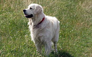 Animals, Grass, Fluffy, Dog, Stroll, Pedigree, Breeding HD wallpaper