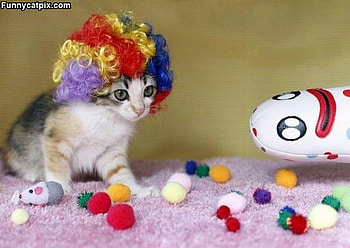 Rainbow Wig, toys, graphy, animals, cats, kittens HD wallpaper