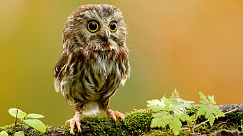 Owl, Birds, Animals HD wallpaper