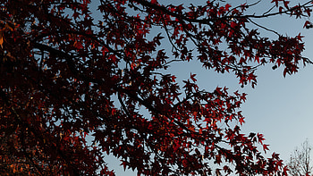 Maple tree branches, Leaves red, High definition fullscreen HD wallpaper