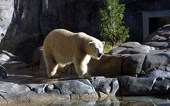 lonely polar bear , polar, lonely, bear HD wallpaper