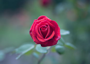 A vibrant red rose in full bloom with dew drops on petals, captured in a serene garden setting. HD wallpaper