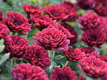 Vivid color flowers, spring HD wallpaper
