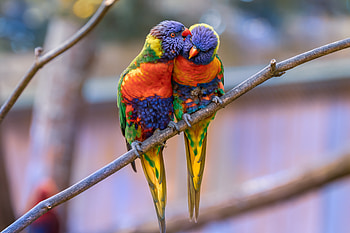 Animals, Birds, Parrots, Couple, Pair, Tenderness, Multicolor Lorikeet, Multi-Colored Loriket HD wallpaper