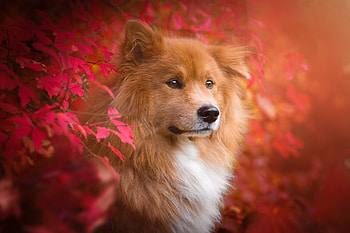 Eurasier, animal, dog, leaves, branches, autumn, nature, oirazier HD wallpaper