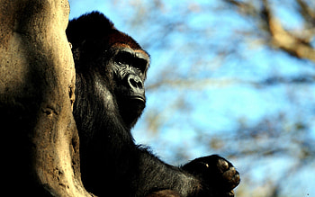Animals, Wood, Tree, Gorilla, Hide, Monkey, Huge HD wallpaper