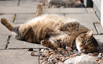 Animals, Stones, Cat, To Lie Down, Lie, Muzzle HD wallpaper
