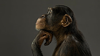 Profile, Apes HD wallpaper