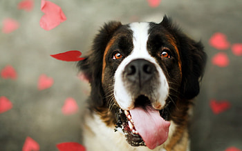 Animals, Dog, Muzzle, Sight, Opinion, Protruding Tongue, Tongue Stuck Out HD wallpaper