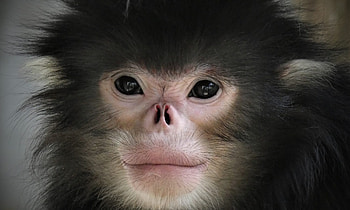 Protected area, Critically endangered monkey, Hopes raised HD wallpaper