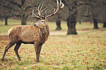 Majestic deer, Artistic , Natural elegance, graphy masterpieces HD wallpaper