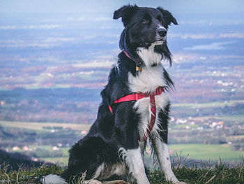 Animals, Dog, Muzzle, Spotty, Spotted, Sits, Is Sitting HD wallpaper