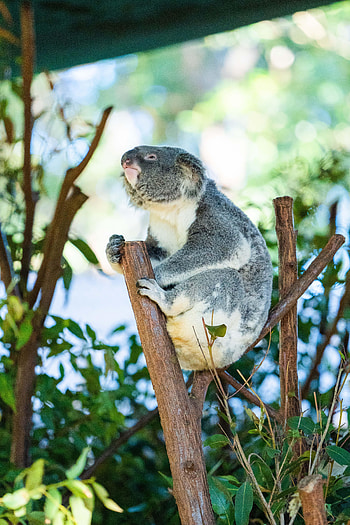 Animals, Wood, Tree, Branches, Animal, Koala HD phone wallpaper