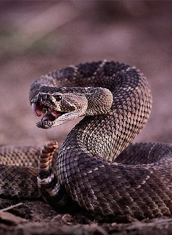 Snakes venomous snake, Beautiful reptiles, Serpent beauty, Captivating creatures HD phone wallpaper