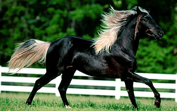 Arabian Horse, Arabian, Black, White, Horse HD wallpaper