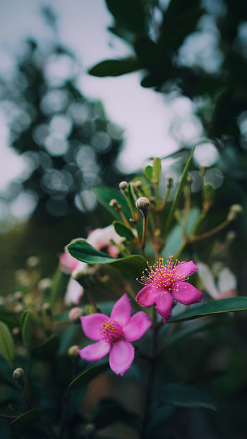 Flowers, Pink, Plant, Macro, Branch HD phone wallpaper