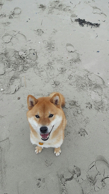 Best of the best, Canine companions, Unconditional love, Animal adoration HD phone wallpaper