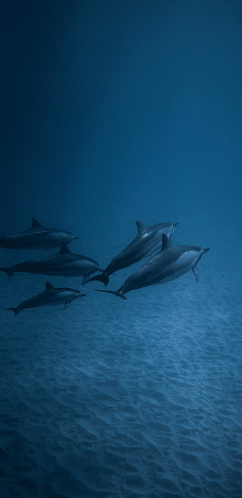 Dolphins in underwater paradise, Colorful fish companions, for Samsung Galaxy, High-definition HD phone wallpaper