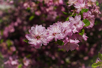 Almond flowers, pink, blossom, flowers HD wallpaper