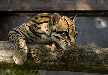 Ocelot, , Nature's beauty, Feline elegance HD wallpaper
