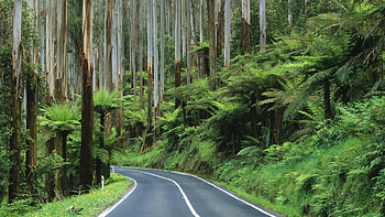 Roads Australia National Park rainforest | | 198708 | UP HD wallpaper