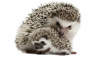 Mother and baby, Hedgehogs HD wallpaper