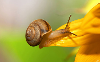 Slowly creeping, animals, flower, landscape, beautiful, nature, amazing HD wallpaper