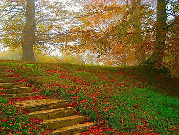 Selva de Irati, leaves, stairs HD wallpaper