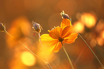 Flowers, Autumn, Glare, Stems HD wallpaper