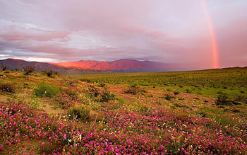 Landscape, Fields, Rainbow HD wallpaper