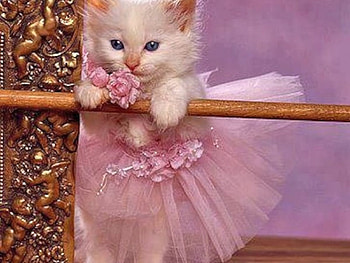 Princess in Pink, animal, kitten, pink, cat HD wallpaper