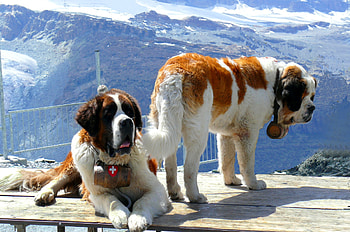 Animals, Dogs, Mountains, Snow, St. Bernard, St. Bernards, Rescuers HD wallpaper