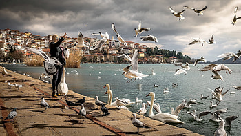 What is your impression of this ?, animal, bird, lanscape, pretty, peaceful, nature, lake, nice, beautiful HD wallpaper