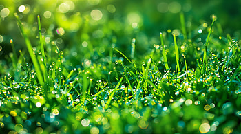 Dew-Kissed Serenity: Ultra, dew, grass, nature, close-up, green HD wallpaper