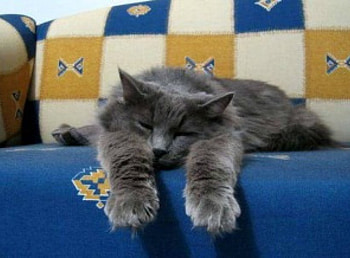 Worn out kitty, tired, sofa, grey cat, worn out HD wallpaper