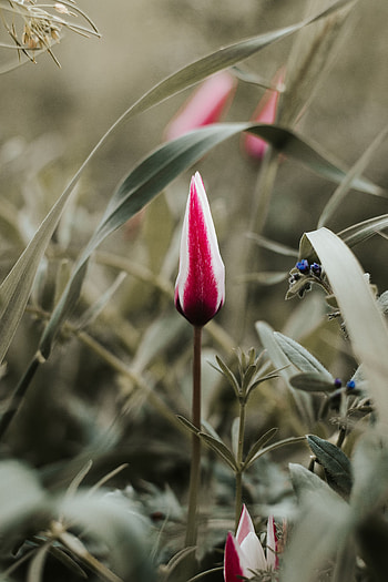 Flowers, Flower, Bud, Tulip HD phone wallpaper