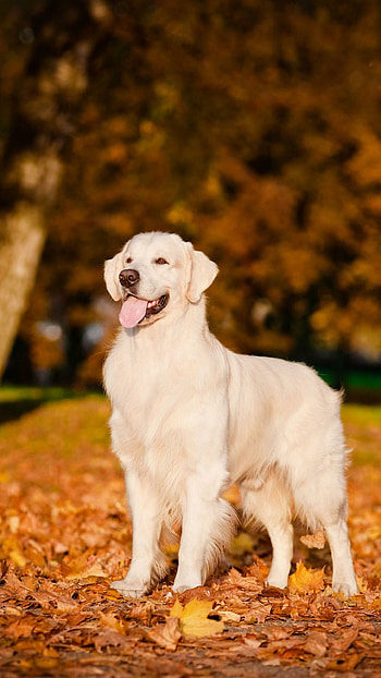 Labrador , Posted by Sarah Walker, Beautiful and majestic, Dog lover's delight HD phone wallpaper