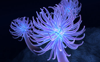 Anemone , Top backgrounds HD wallpaper