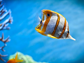 Animals, Fishes HD wallpaper