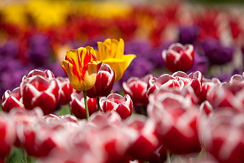Flowers, Tulips, Blur, Smooth HD wallpaper