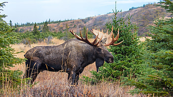 Moose, Ultra marvel, Majestic moose, Nature's grace HD wallpaper